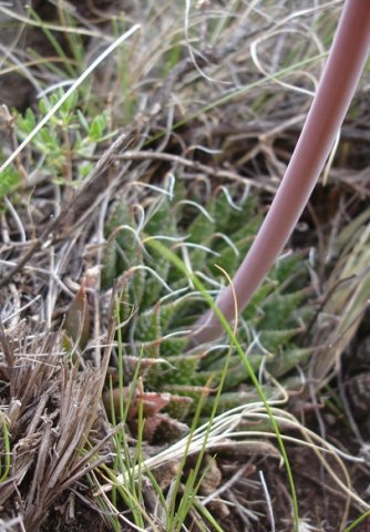Aloe humilis peduncle